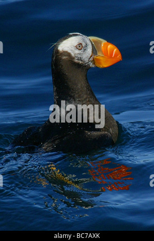 Tufted Puffin, Fratercula cirrhata, swimming Stock Photo