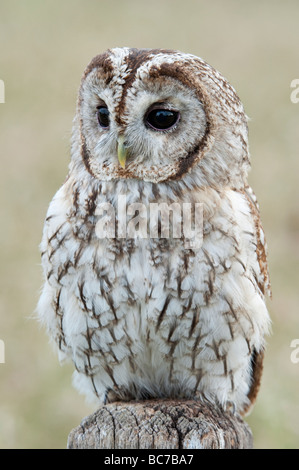 Strix aluco. Tawny owl on a wooden sign post in the english countryside Stock Photo