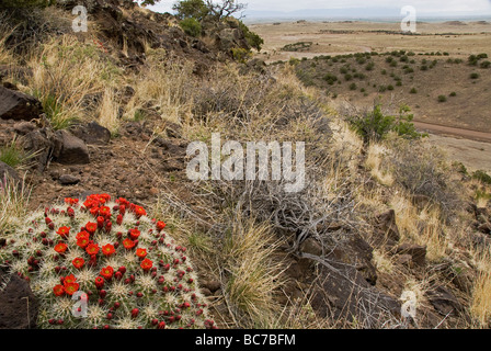 Claret Cup Cactus Echinocereus triglochidiatus Rio Grande County Colorado USA Stock Photo
