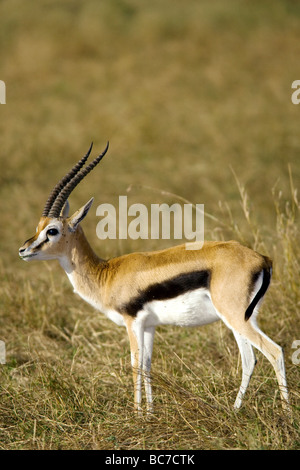 Thomson's Gazelle - Masai Mara National Reserve, Kenya Stock Photo