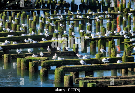 Seaguls resting on old building structure Astoria Oregon Stock Photo