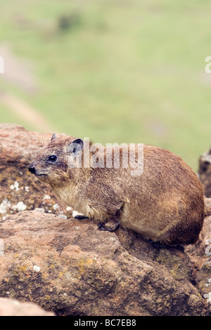 Rock Hyrax on cliff - Lake Nakuru National Park, Kenya Stock Photo