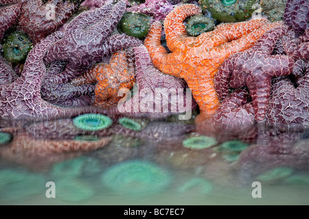 Star fish and sea anemones at low tide Bandon beach Oregon Stock Photo