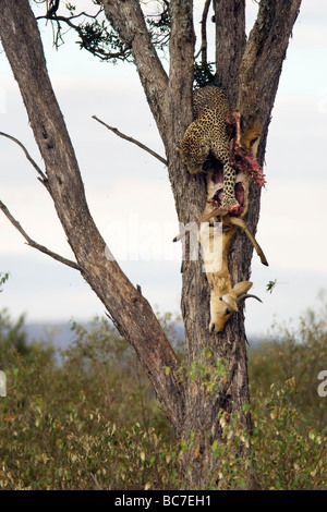 Leopard pulling Reedbuck carcass up tree - Masai Mara National Reserve, Kenya Stock Photo