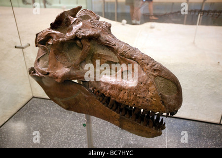 T Rex Skull Museum of Natural History NYC Stock Photo