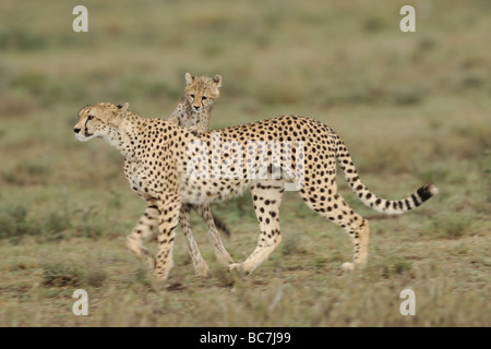 Stock photo of a cheetah cub climbing on his mother's back, Ndutu, Tanzania, February 2009. Stock Photo
