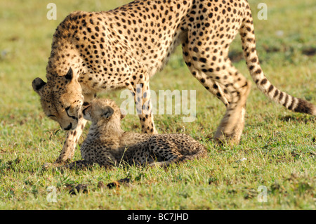Stock photo of a cheetah cub nuzzling his mother, Ndutu, Tanzania, February 2009.