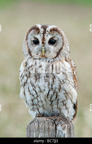 Strix aluco. Tawny owl on a wooden sign post in the english countryside Stock Photo