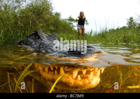 A woman with a torch searching for an American Alligator, Alligator mississippiensis, which is also known as a Florida Alligator Stock Photo