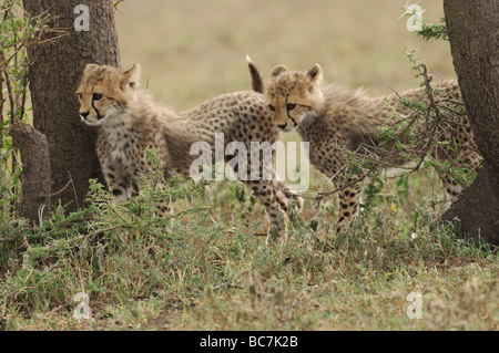 Stock photo of two cheetah cubs walking between trees in the Ndutu woodland, Tanzania, February 2009. Stock Photo