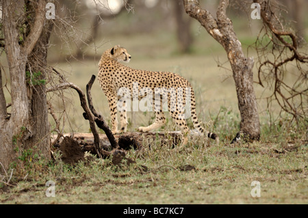 Stock photo of a cheetah standing on a log in the woodland of Ndutu, Tanzania, February 2009. Stock Photo