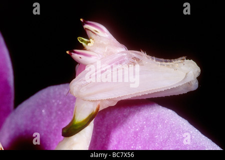Orchid Mantis, Hymenopus coronatus, hidden in the flower of a pink orchid. Also Malaysian Orchid Mantis or Pink Orchid Mantis Stock Photo