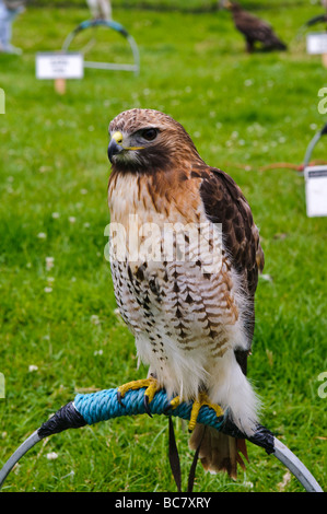 Captive Gyr Falcon Hawk on a perch at a country fair Stock Photo