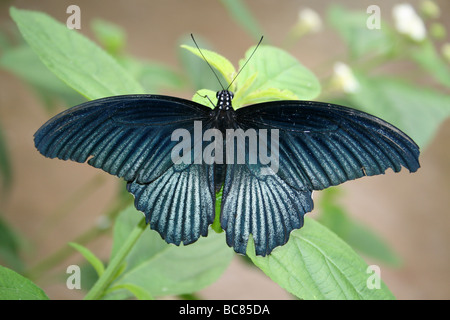 Great Mormon Papilio memnon Butterfly Taken At Chester Zoo, England, UK Stock Photo
