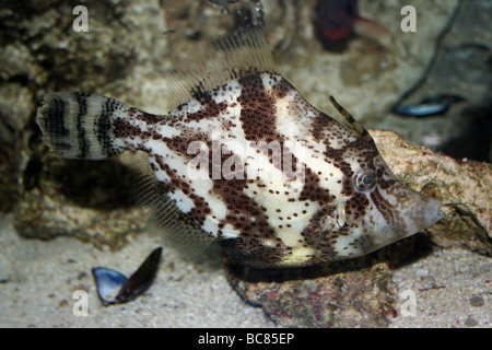 Bristle-tail Filefish Acreichthys tomentosus Stock Photo