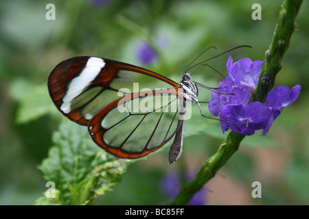 Glasswing Butterfly Greta oto Taken At Chester Zoo, England, UK Stock Photo