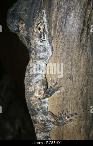 Wooden Sculpture Of A Komodo Dragon Taken At Chester Zoo, England, UK Stock Photo