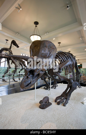 Triceratops Horned Dinosaur Fossil Museum of Natural History NYC Stock Photo