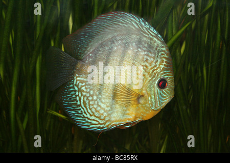 Turquoise (a.k.a. Royal Blue) Discus Symphysodon aequifasciata haraldi Taken At Chester Zoo, England, UK Stock Photo