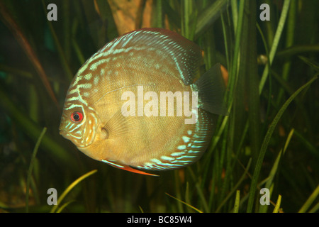 Turquoise (a.k.a. Royal Blue) Discus Symphysodon aequifasciata haraldi ...