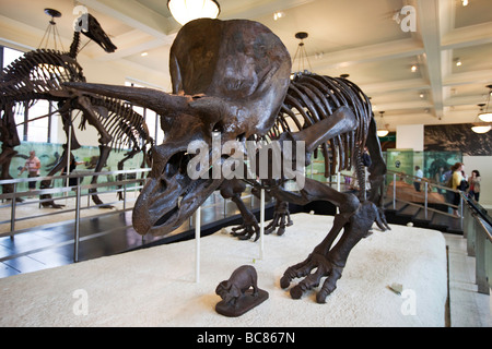 Triceratops Horned Dinosaur Fossil Museum of Natural History NYC Stock Photo