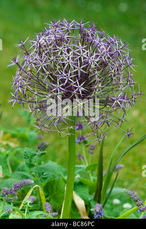 Allium Christophii flower. Star of Persia Stock Photo