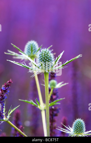 Eryngium x zabelii 'Jos Eijking'. Sea holly flowers planted with violet sage plants in a garden border at RHS Harlow Carr, Harrogate, England Stock Photo