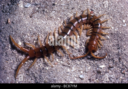 Giant Queensland Centipede, Scolopendra Stock Photo