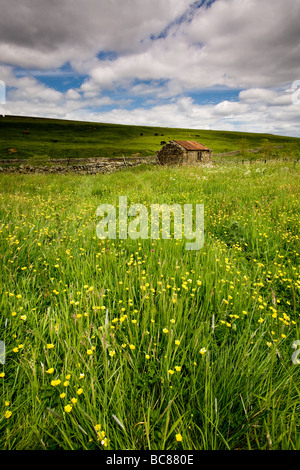 Wild Flowers and an Old Barn near Langdon Beck Teesdale England Stock Photo