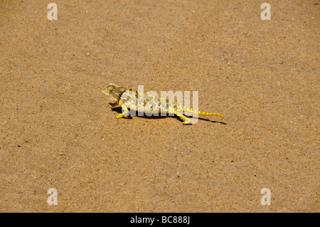 Namaqua chameleon one of the little five of the desert along the Skeleton Coast in Namibia Stock Photo