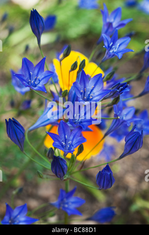 Triteleia laxa. Triplet lily / Lthuriels spear flowers planted in amongst califorian poppies at Ryton Organic centre. England Stock Photo
