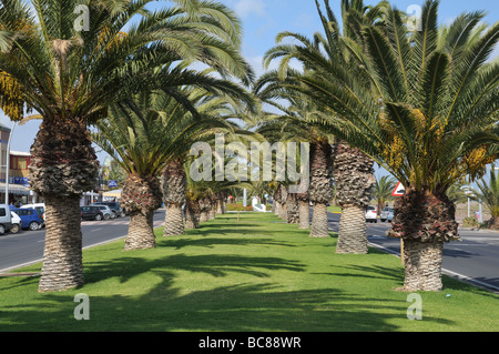 Palm Trees in Jandia Playa, Canary Island Fuertenventura, Spain Stock Photo