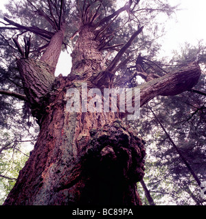 Giant Douglas Fir Tree (Pseudotsuga menziesii) growing in a Temperate Rainforest on Texada Island British Columbia Canada Stock Photo