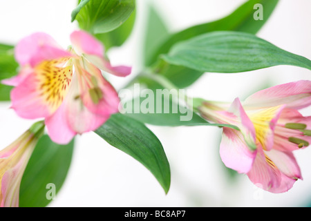 beautifully delicate image loved alstroemeria fine art photography Stock Photo