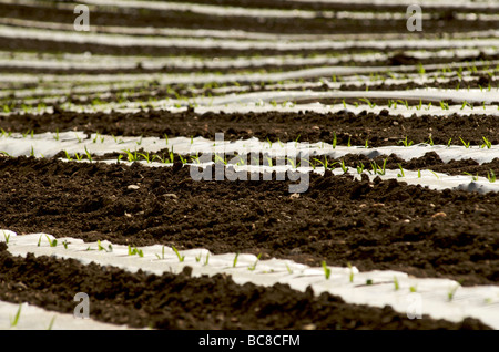 Plastic sheeting on young shoots in a field Stock Photo