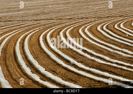 Plastic sheeting on young shoots in a field Stock Photo