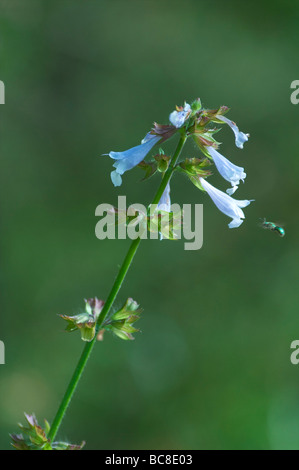 Metallic Green Bee in flight near Wild Salvia Flat Rock Cedar Glade State Natural Area Tennessee Stock Photo