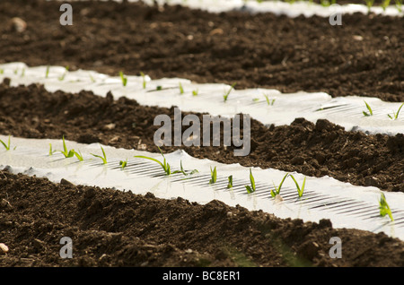 Plastic sheeting on young shoots in a field Stock Photo