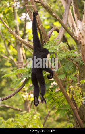 White Cheeked Gibbon hanging by one arm in a tree Stock Photo