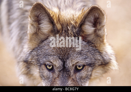 Gray wolf eyes closeup Canis Lupus Timber Wolf Stock Photo