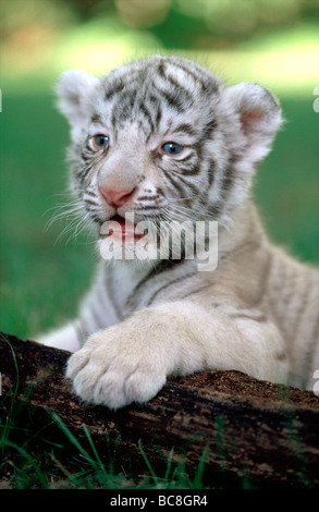 Baby Bengal Tiger Cub Portrait Nashville Zoo Stock Photo