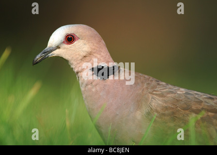 Red-eyed Dove in the Gambia Stock Photo