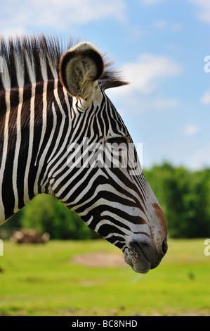close up of a beautiful zebra Stock Photo