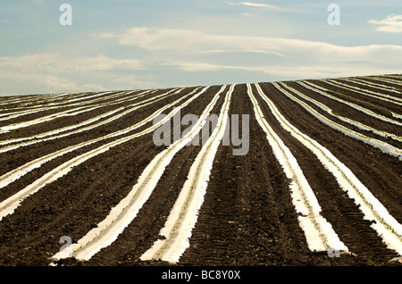 Plastic sheeting on young shoots in a field Stock Photo