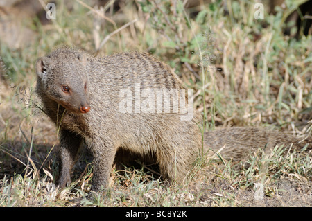 Stock photo standing pose of a banded mongoose, Serengeti National Park, Tanzania, 2009. Stock Photo