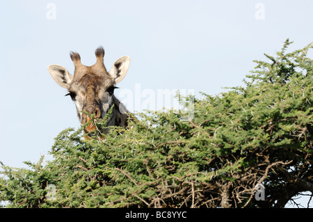 Stock photo of a Masai giraffe eating from the top of an acacia tree, Ndutu, Tanzania, 2009.