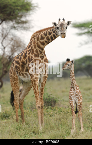 Stock photo of a giraffe cow and calf standing together in the Ndutu woodland, Tanzania, 2009. Stock Photo