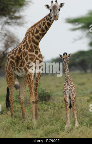 Stock photo of a giraffe cow and calf standing together in the Ndutu woodland, Tanzania, 2009. Stock Photo