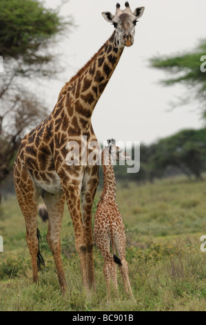 Stock photo of a giraffe cow and calf standing together in the Ndutu woodland, Tanzania, 2009. Stock Photo