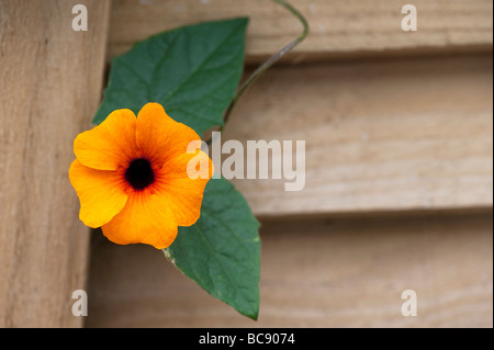 Thunbergia alata. Black eyed Susan vine flower Stock Photo